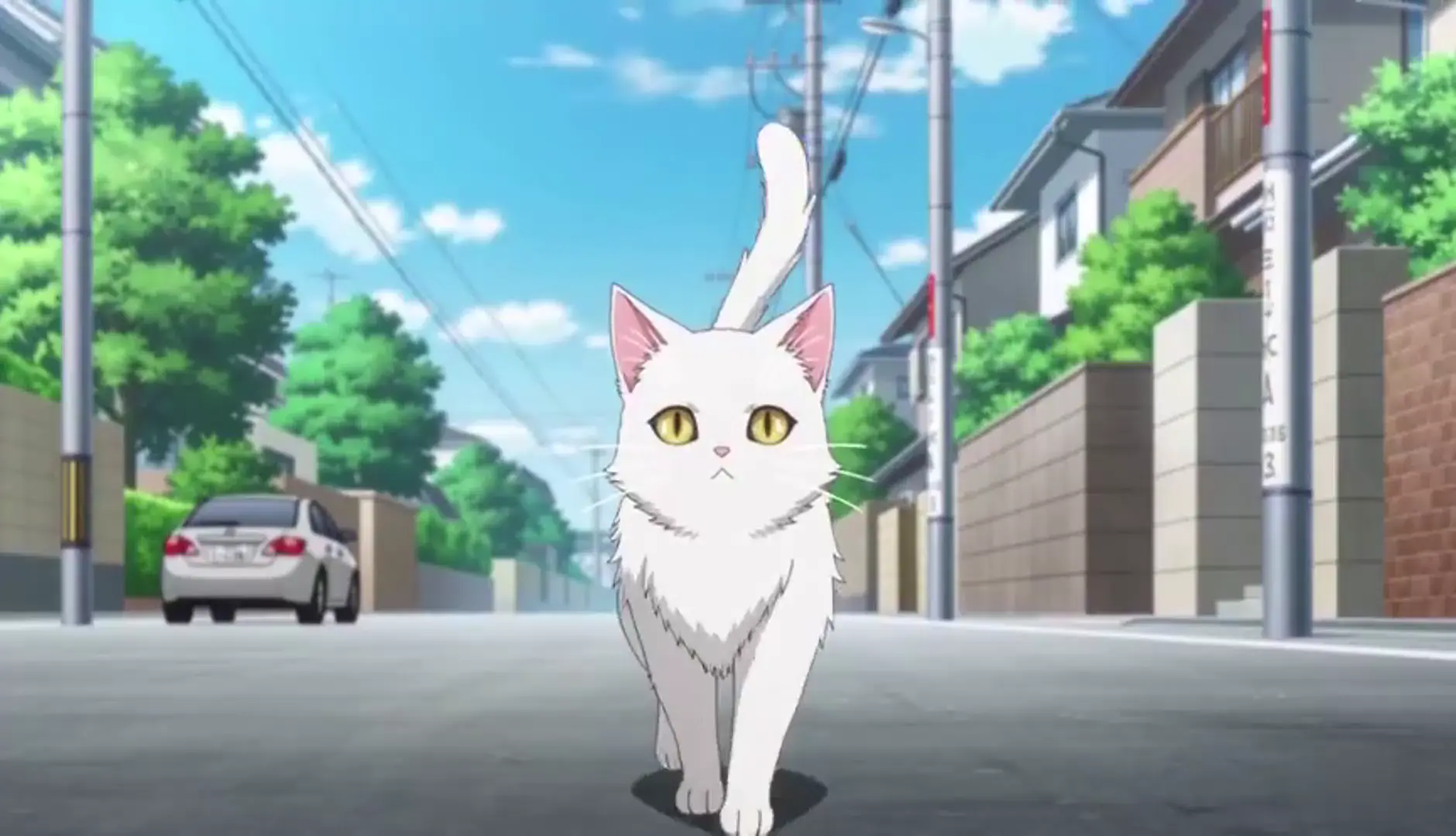 Anime Stray Cat